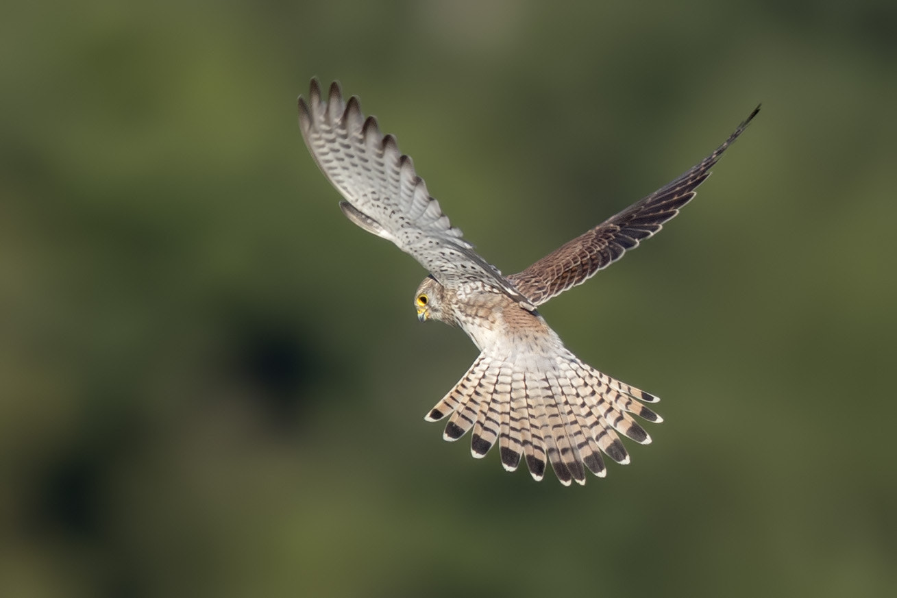 Canon EOS-1D X Mark II + Canon EF 400mm F2.8L IS II USM sample photo. Turmfalke photography