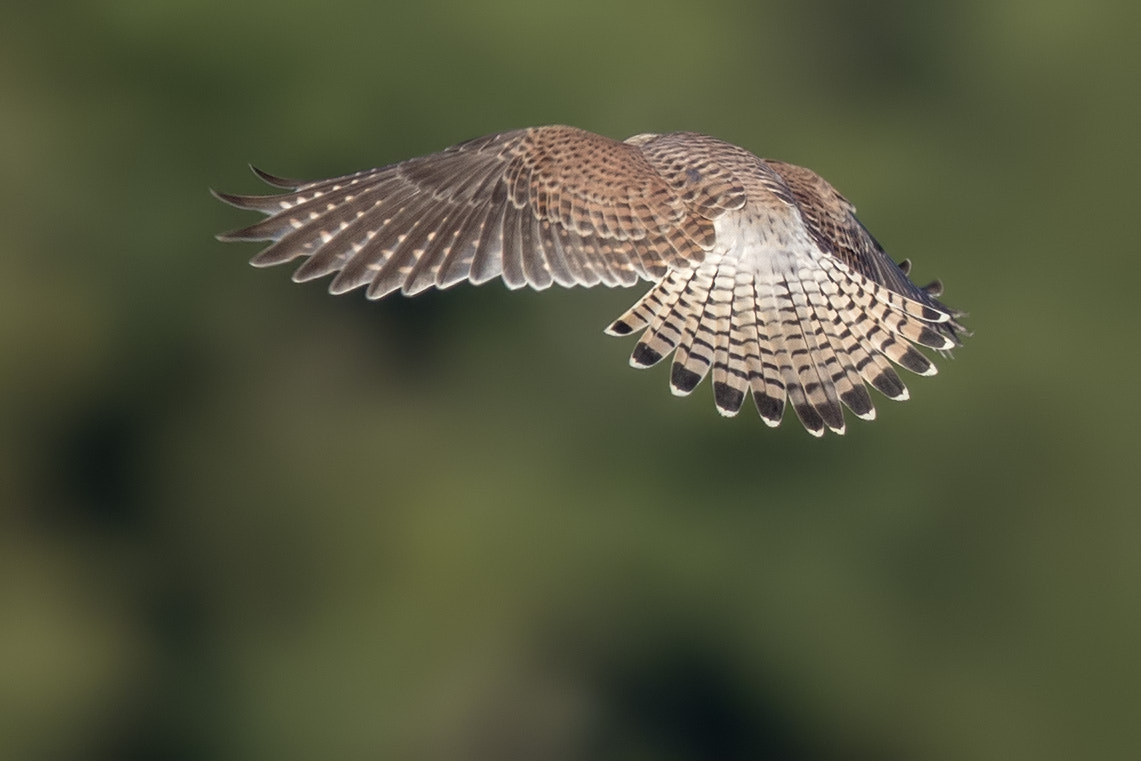 Canon EF 400mm F2.8L IS II USM sample photo. Turmfalke photography
