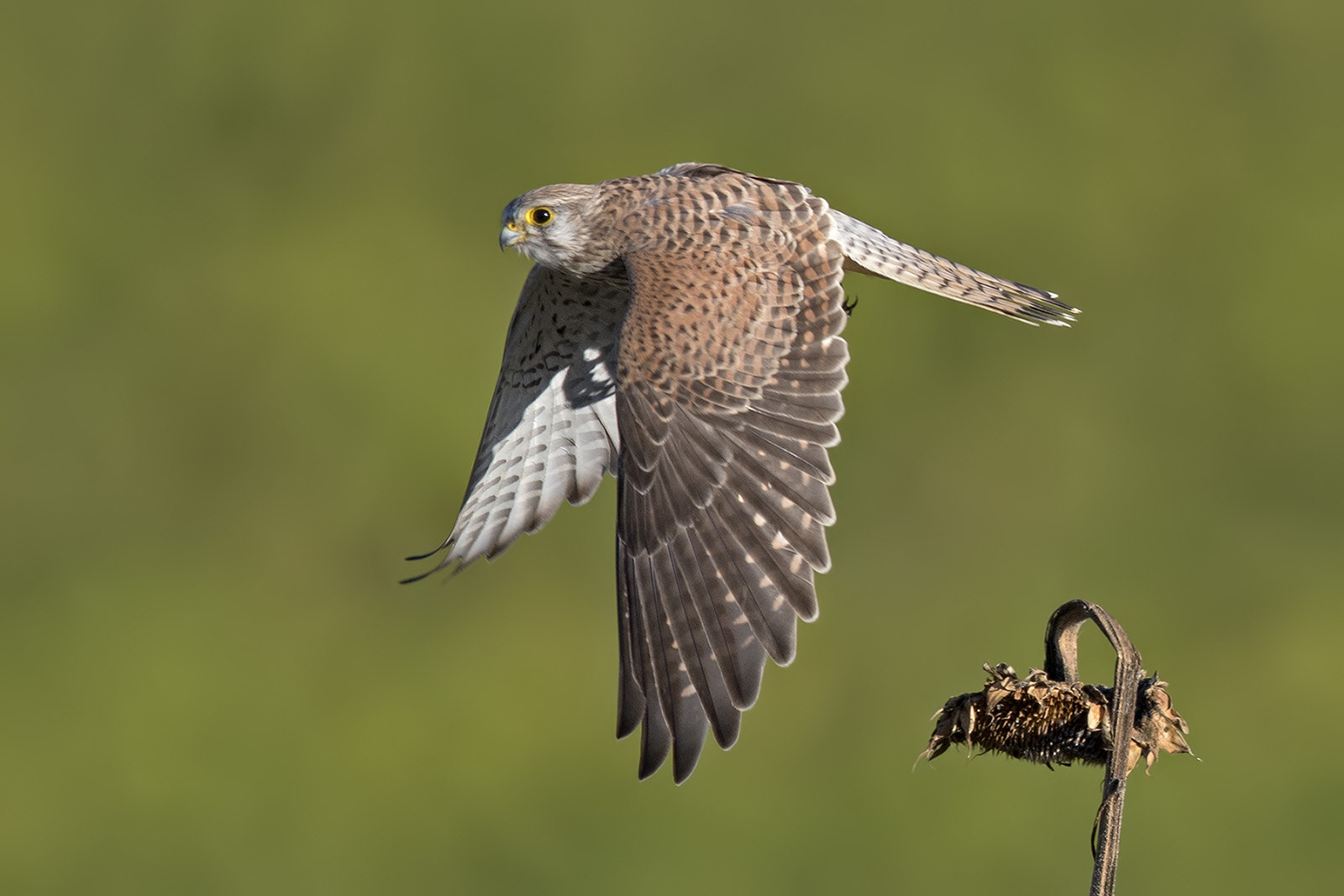 Canon EF 400mm F2.8L IS II USM sample photo. Turmfalke photography