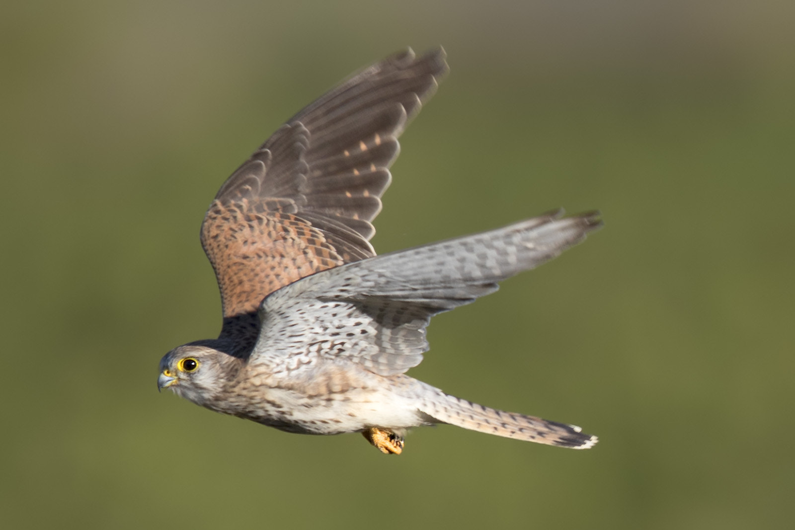 Canon EF 400mm F2.8L IS II USM sample photo. Turmfalke photography