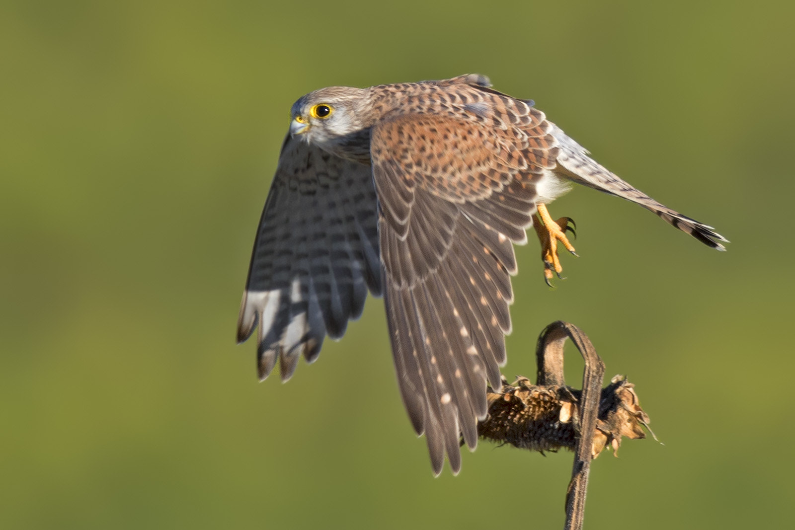 Canon EF 400mm F2.8L IS II USM sample photo. Turmfalke photography
