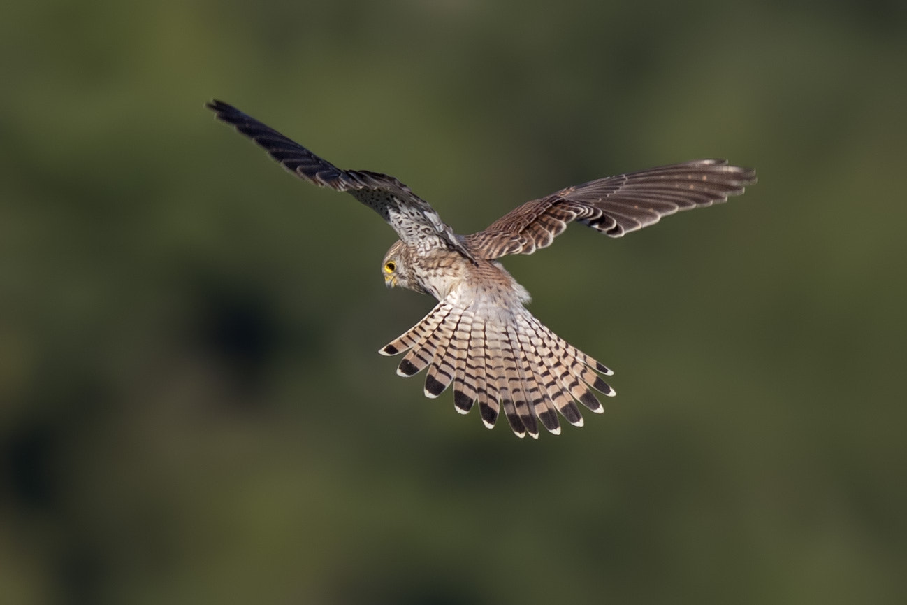 Canon EF 400mm F2.8L IS II USM sample photo. Turmfalke photography