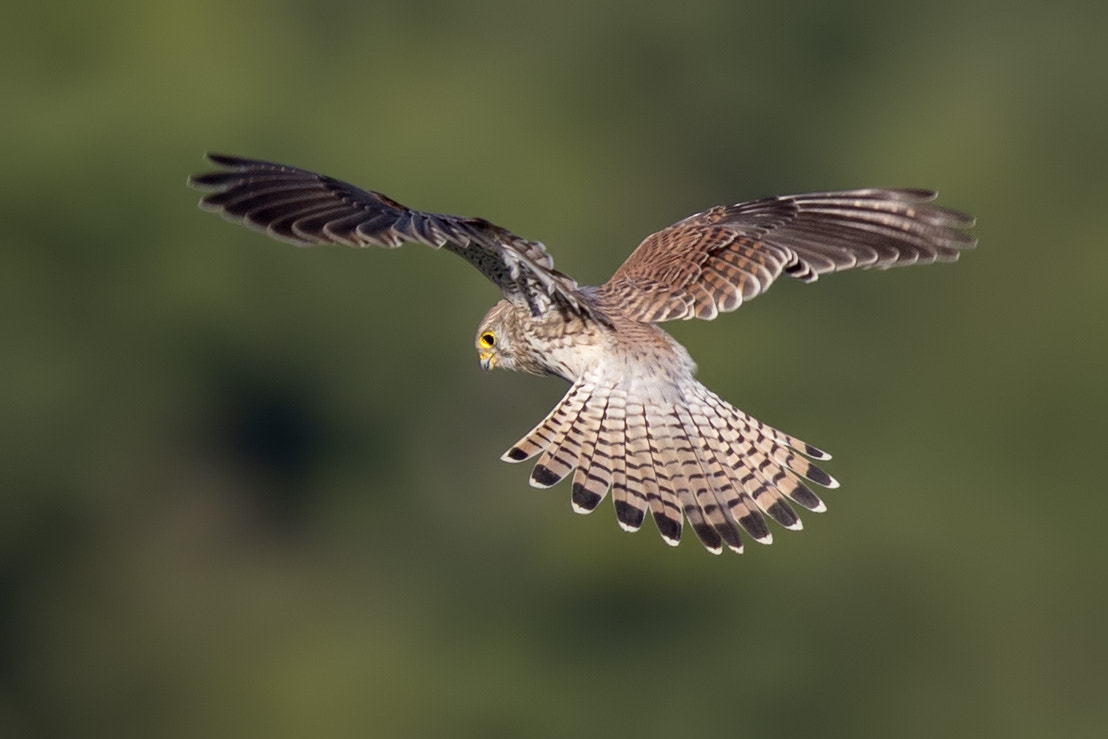 Canon EF 400mm F2.8L IS II USM sample photo. Turmfalke photography