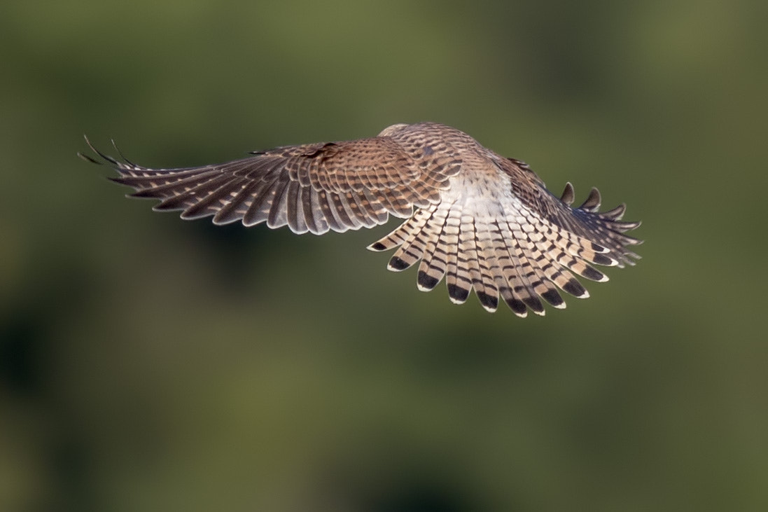 Canon EF 400mm F2.8L IS II USM sample photo. Turmfalke photography