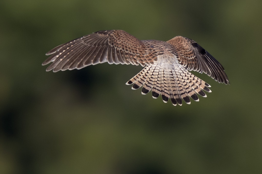 Canon EF 400mm F2.8L IS II USM sample photo. Turmfalke photography