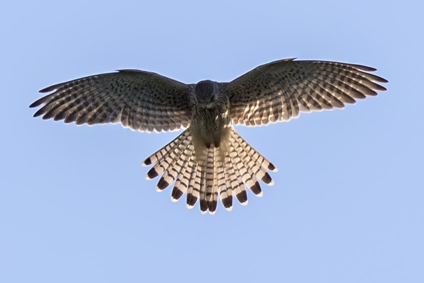 Canon EF 400mm F2.8L IS II USM sample photo. Turmfalke photography