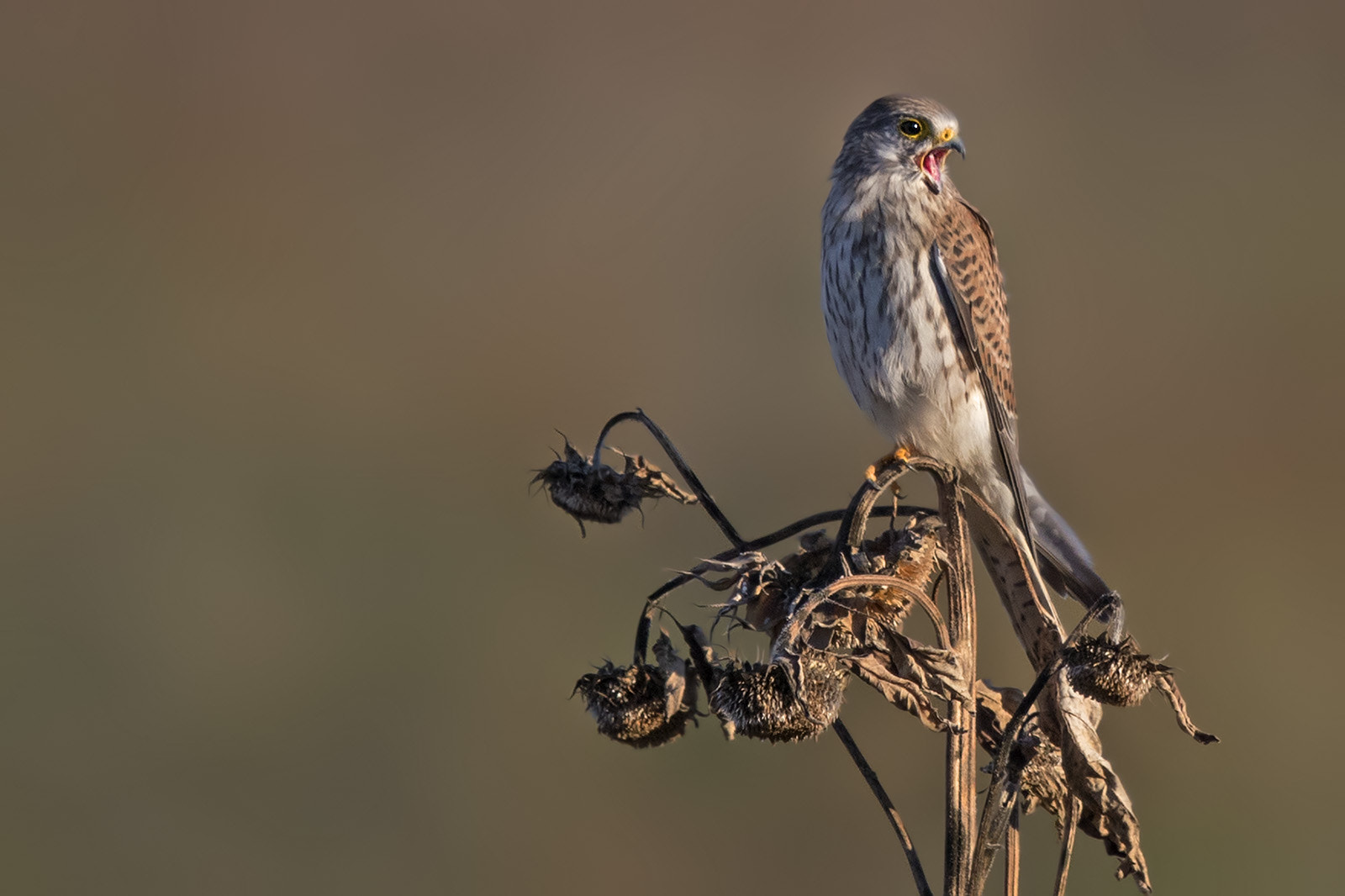 Canon EF 400mm F2.8L IS II USM sample photo. Turmfalke photography