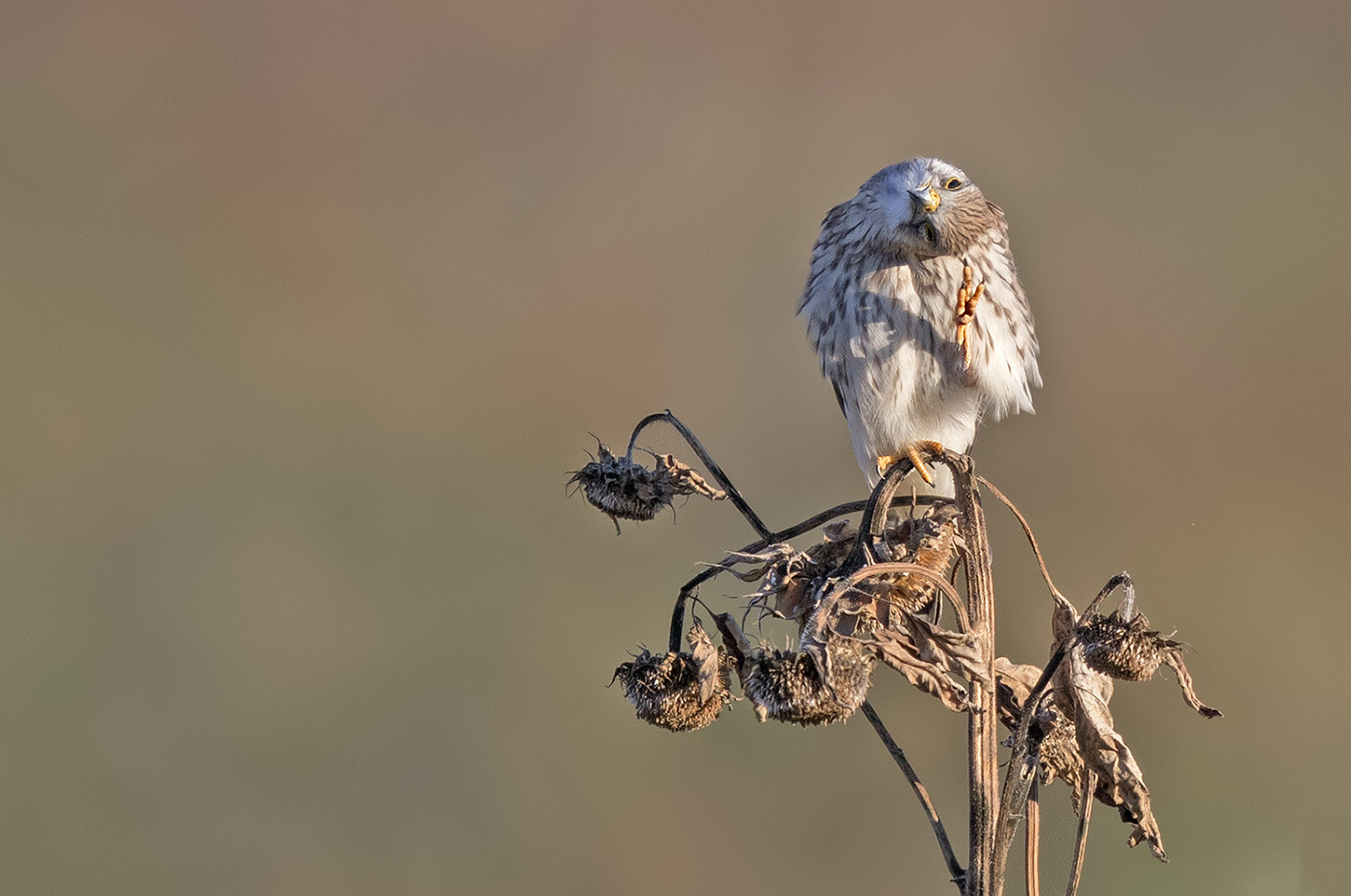 Canon EF 400mm F2.8L IS II USM sample photo. Turmfalke photography