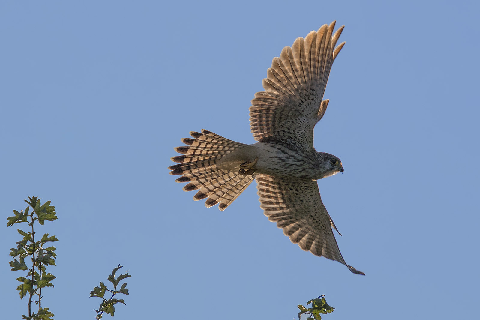 Canon EF 400mm F2.8L IS II USM sample photo. Turmfalke photography