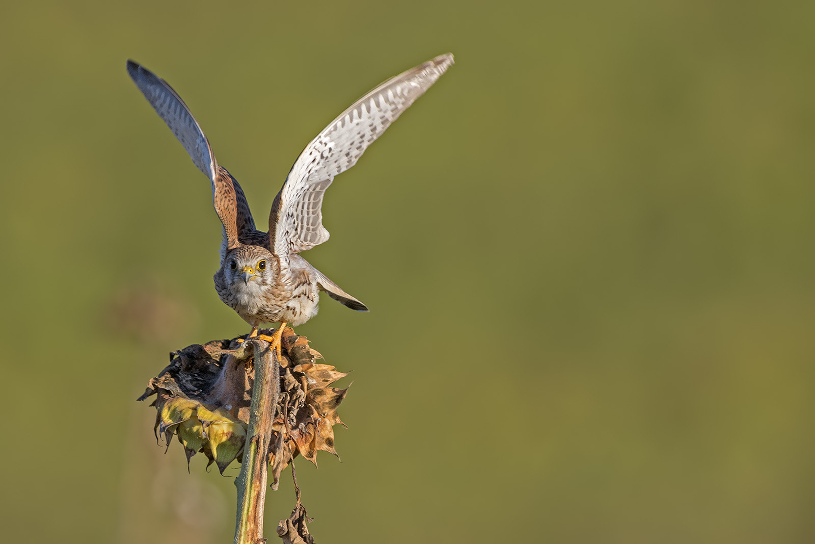 Canon EOS-1D X Mark II sample photo. Turmfalke photography