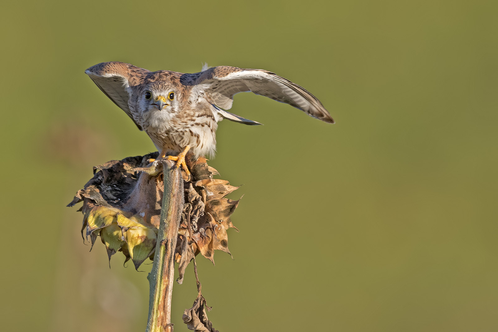 Canon EF 600mm F4L IS II USM sample photo. Turmfalke photography