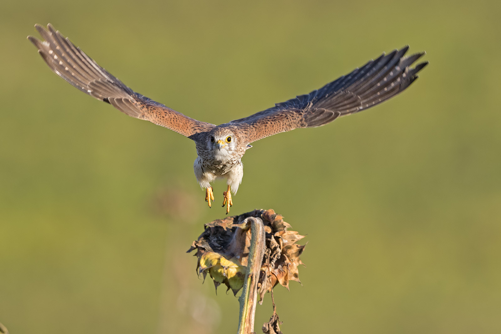 Canon EF 600mm F4L IS II USM sample photo. Turmfalke photography
