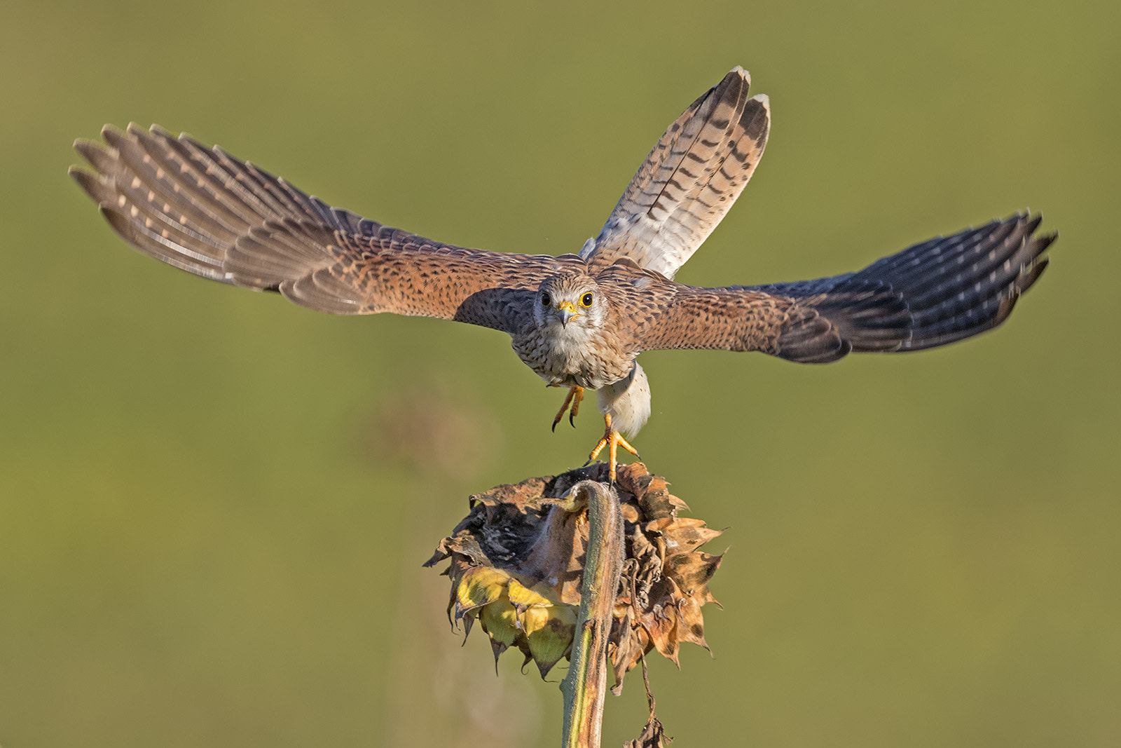 Canon EF 600mm F4L IS II USM sample photo. Turmfalke photography