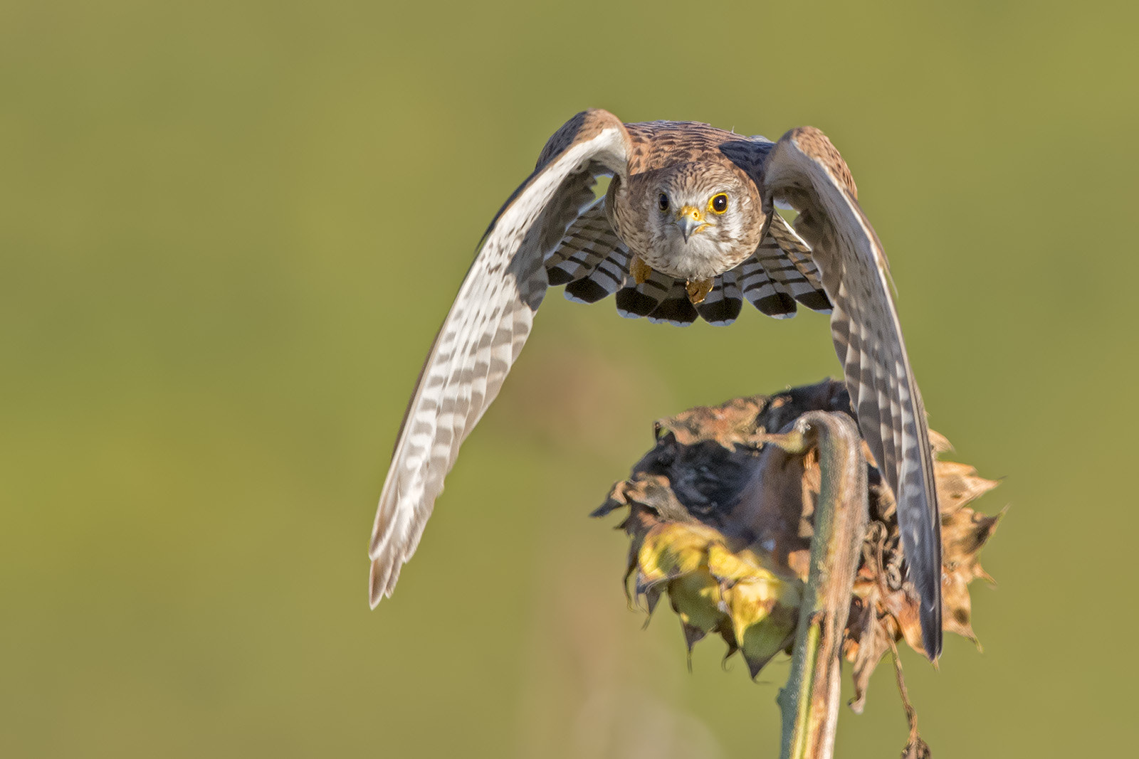 Canon EF 600mm F4L IS II USM sample photo. Turmfalke photography