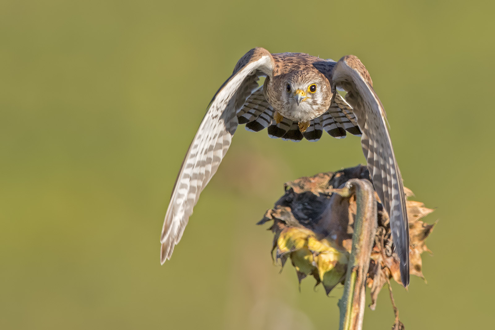 Canon EOS-1D X Mark II + Canon EF 600mm F4L IS II USM sample photo. Turmfalke photography