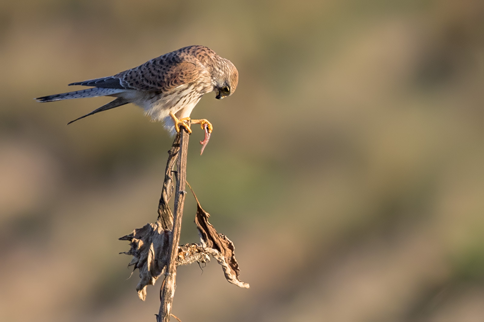 Canon EF 600mm F4L IS II USM sample photo. Turmfalke photography