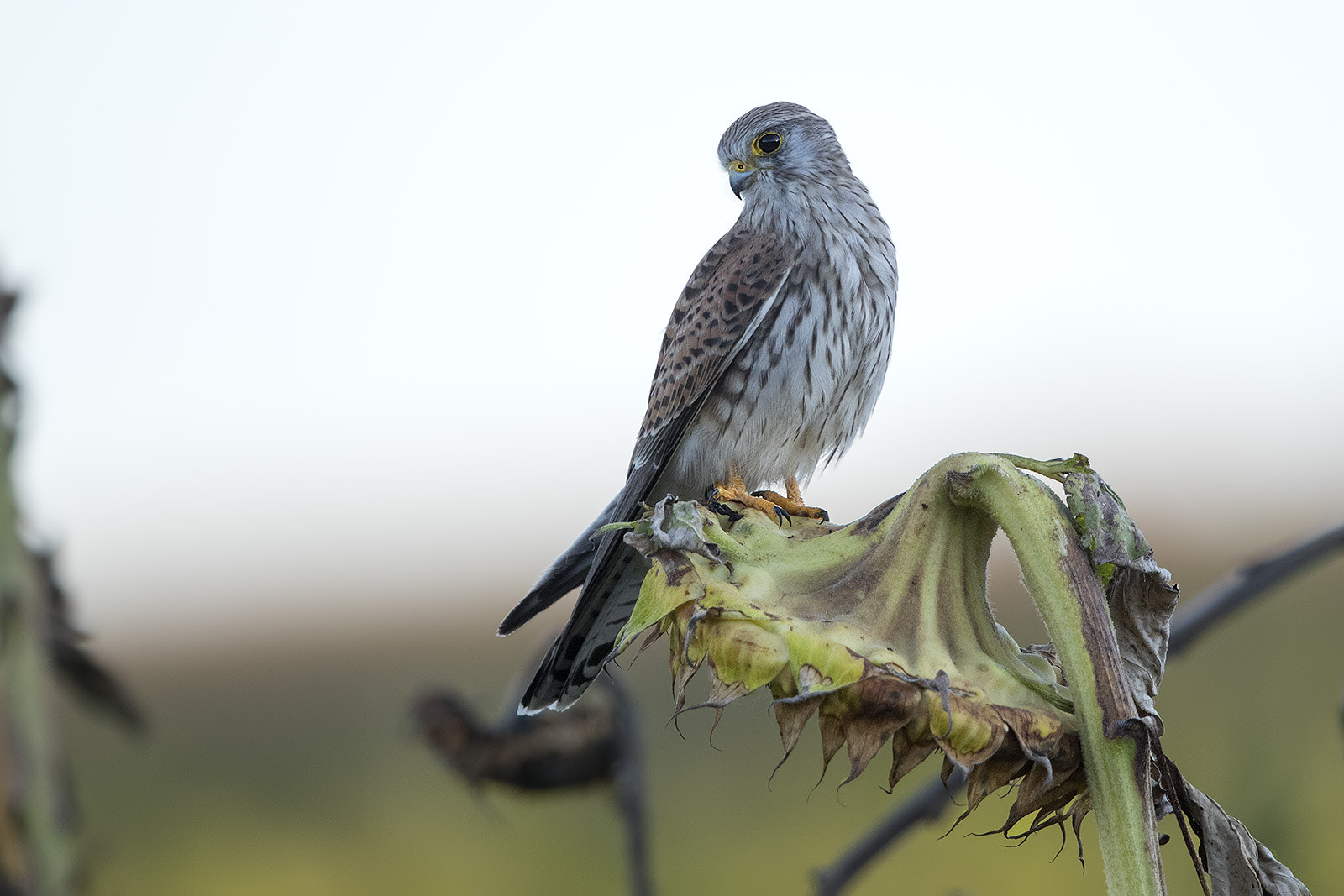 Canon EF 600mm F4L IS II USM sample photo. Turmfalke photography