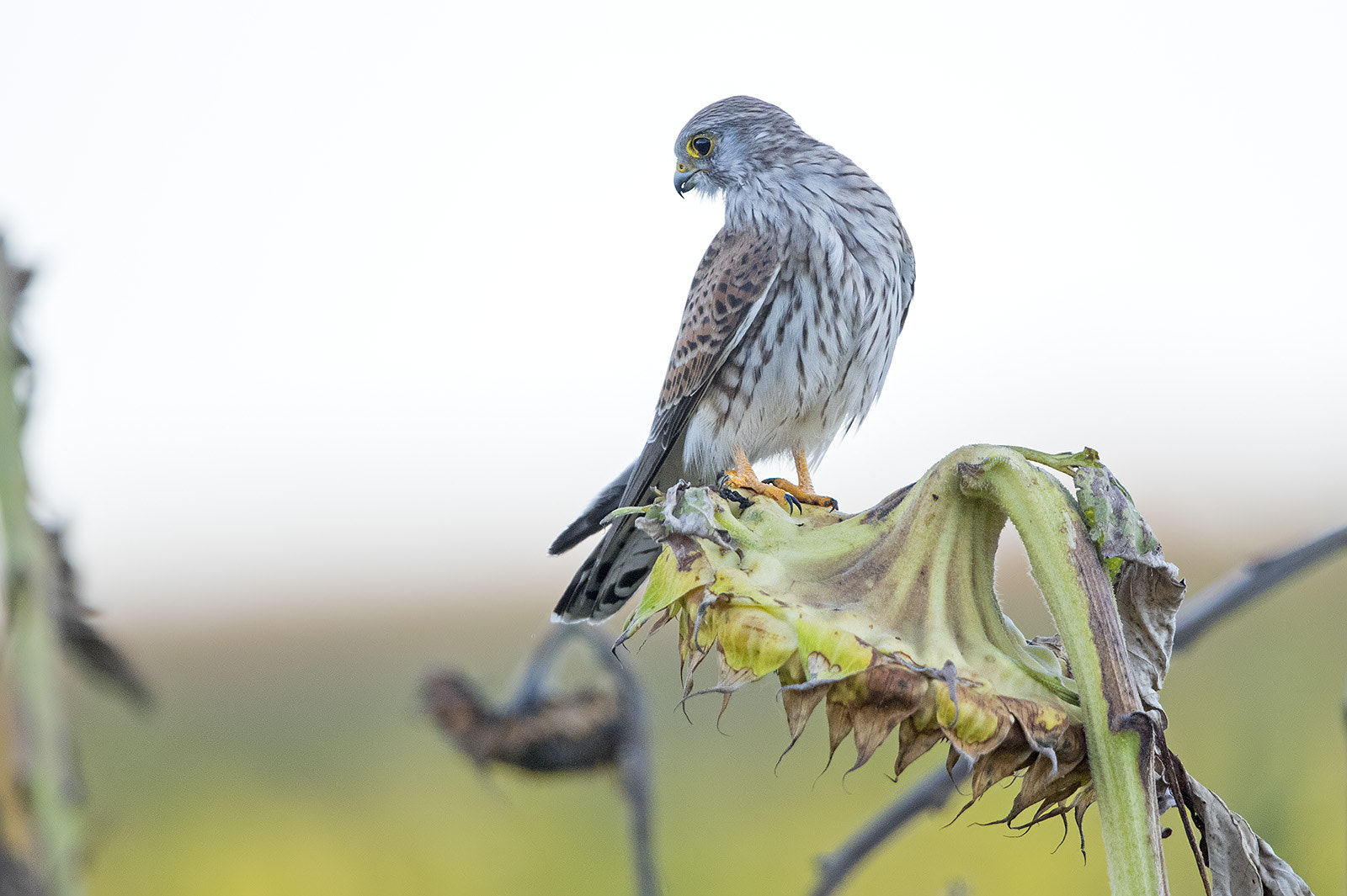 Canon EF 600mm F4L IS II USM sample photo. Turmfalke photography