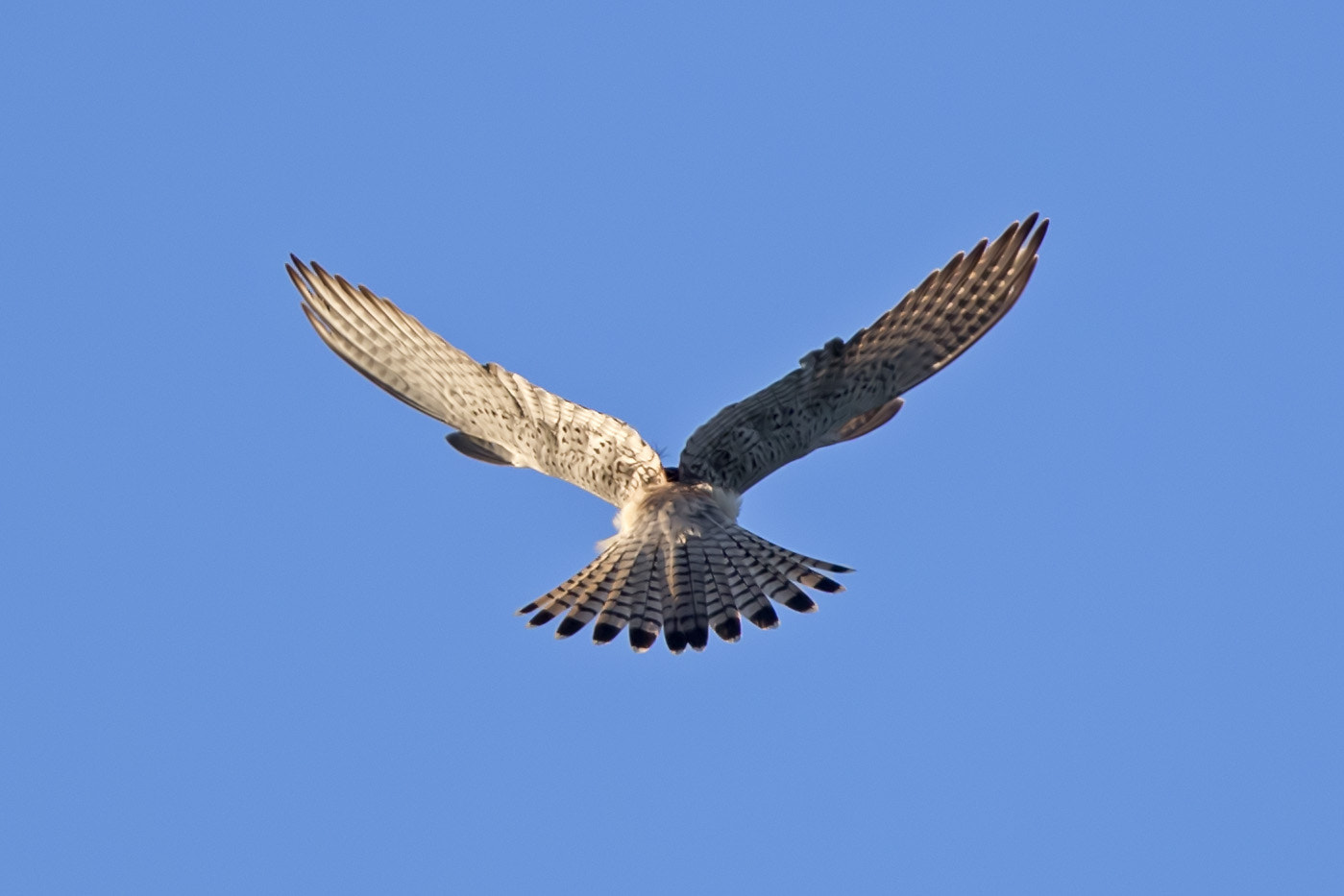 Canon EF 600mm F4L IS II USM sample photo. Turmfalke photography