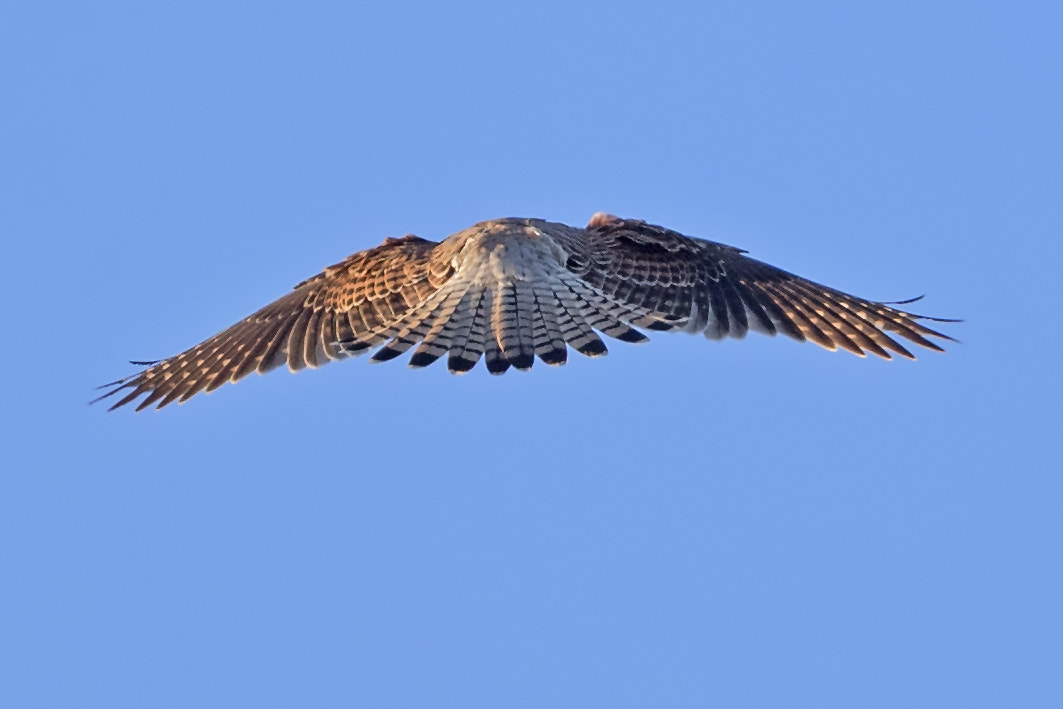 Canon EOS-1D X Mark II + Canon EF 600mm F4L IS II USM sample photo. Turmfalke photography