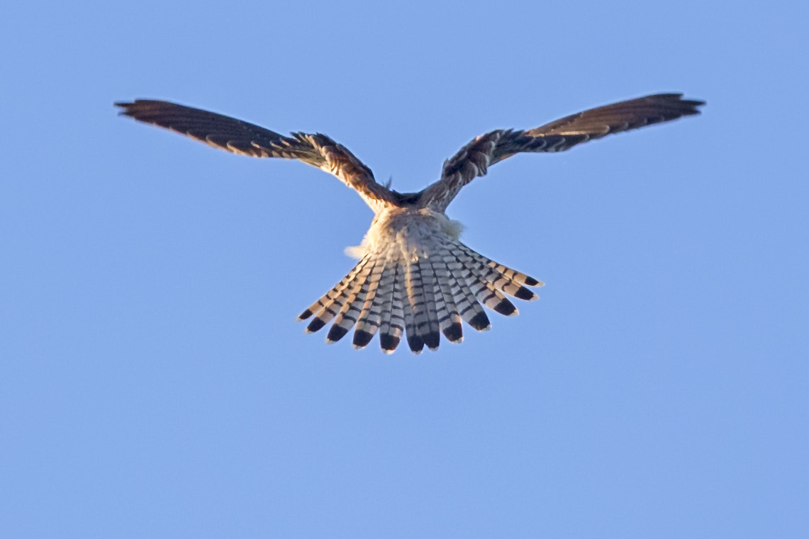 Canon EF 600mm F4L IS II USM sample photo. Turmfalke photography