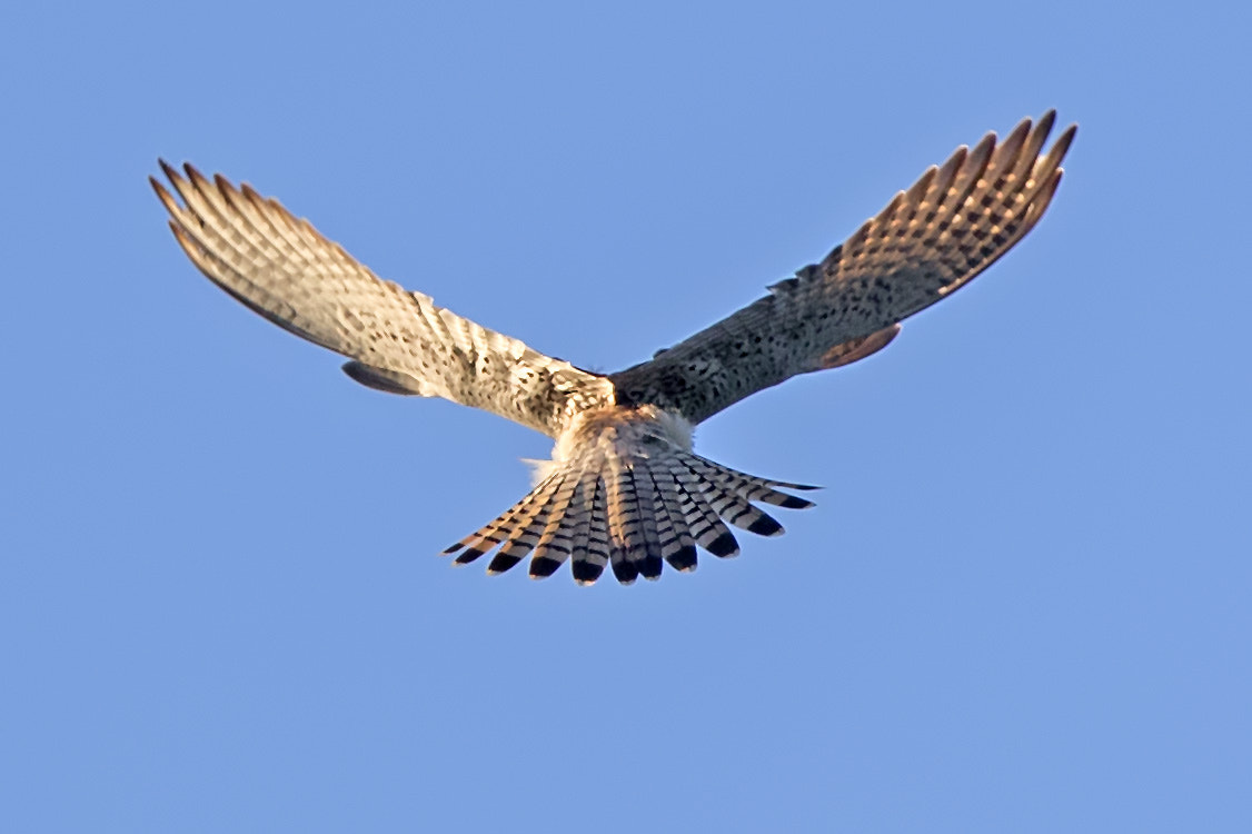 Canon EF 600mm F4L IS II USM sample photo. Turmfalke photography