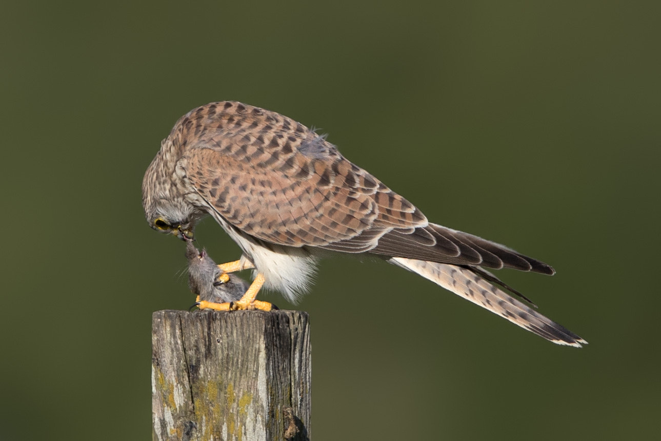 Canon EF 600mm F4L IS II USM sample photo. Turmfalke photography