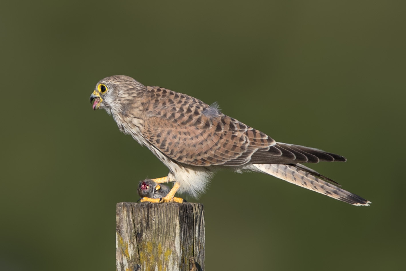 Canon EF 600mm F4L IS II USM sample photo. Turmfalke photography