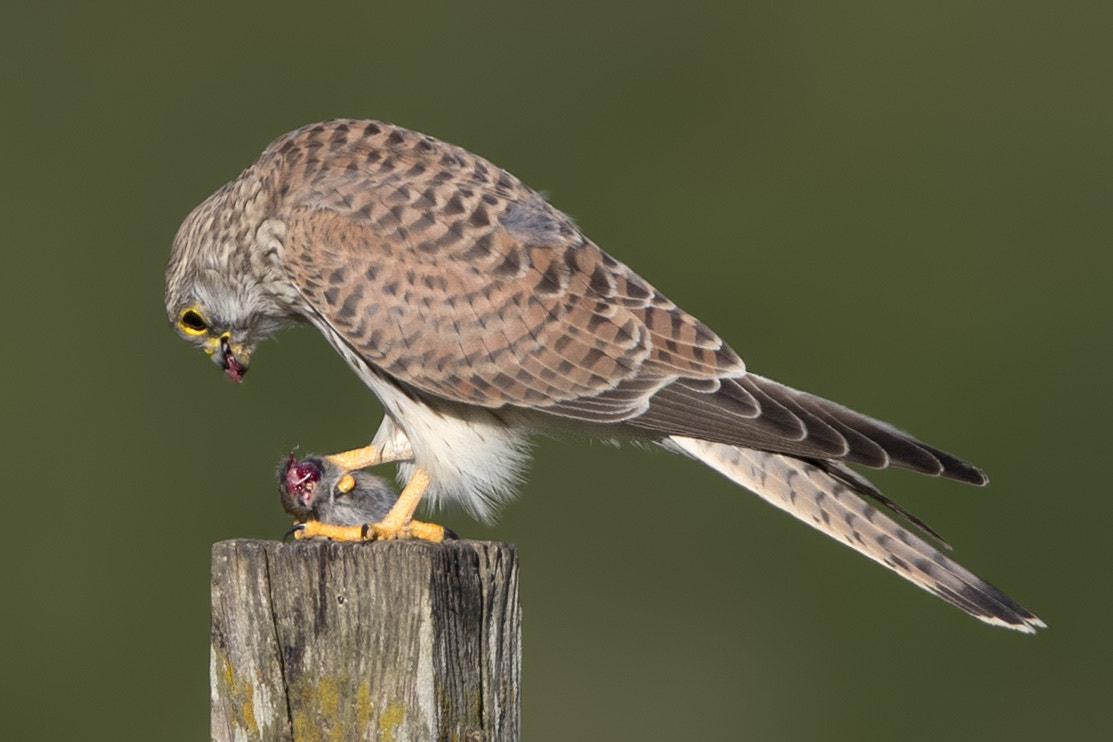 Canon EF 600mm F4L IS II USM sample photo. Turmfalke photography