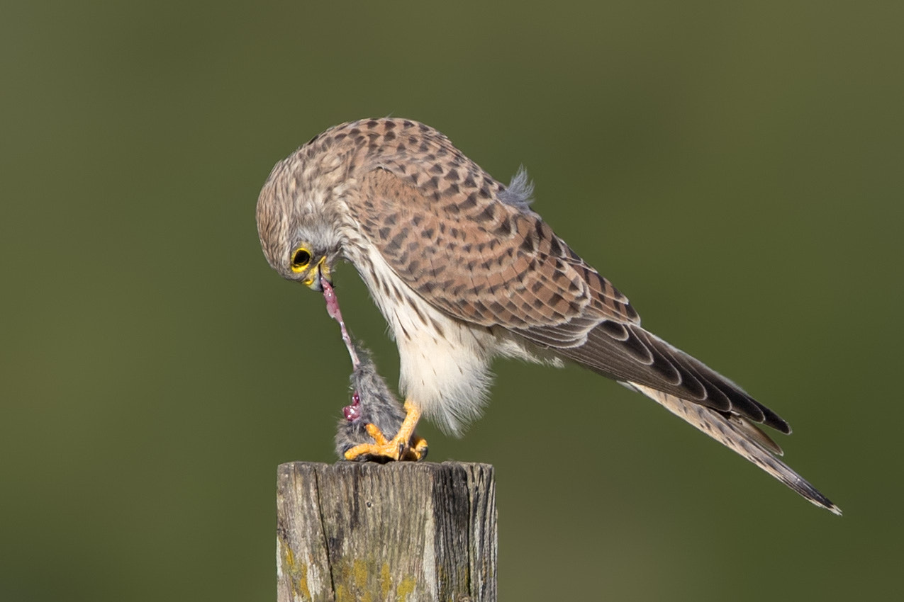 Canon EF 600mm F4L IS II USM sample photo. Turmfalke photography