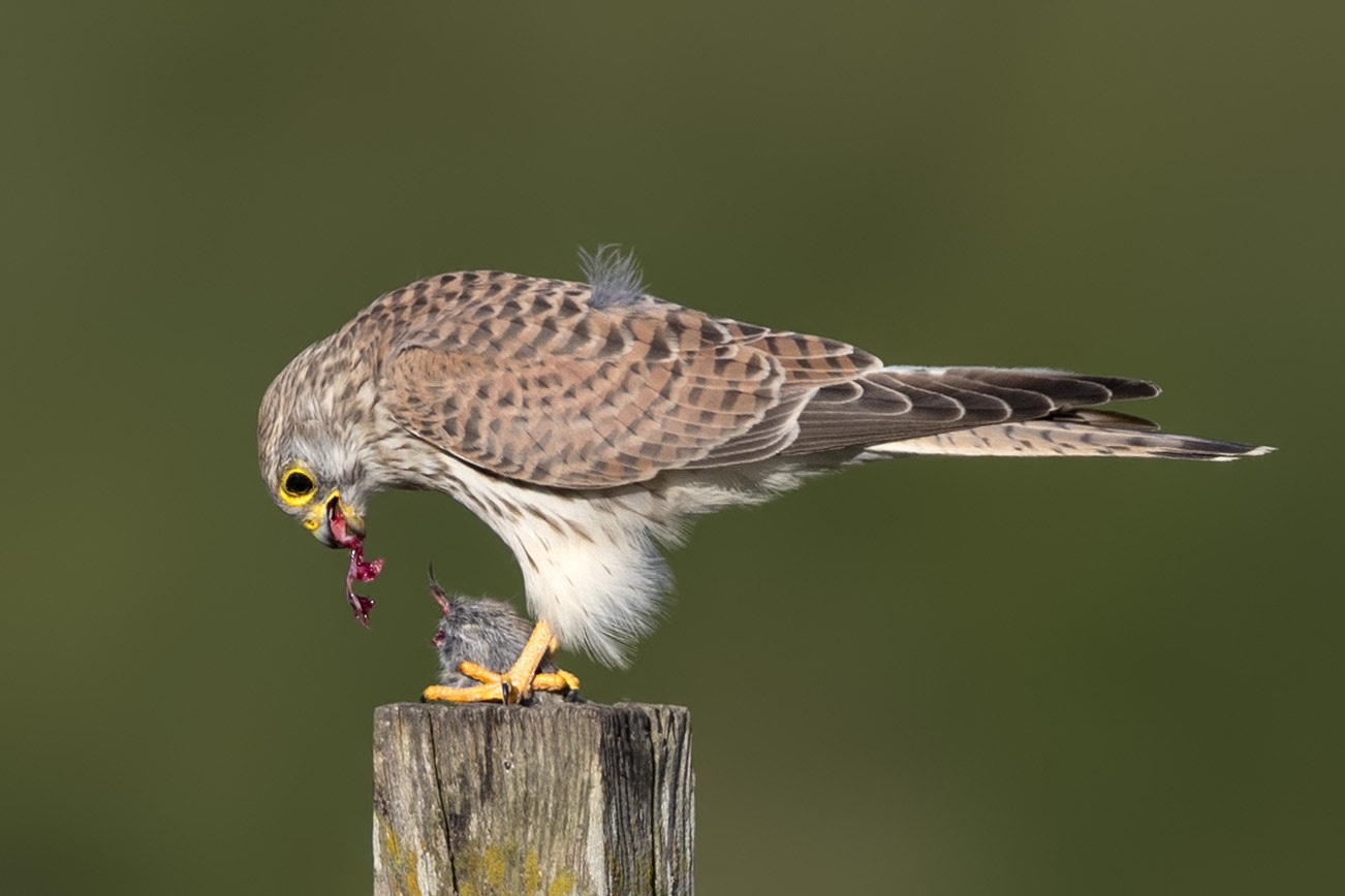 Canon EOS-1D X Mark II + Canon EF 600mm F4L IS II USM sample photo. Turmfalke photography