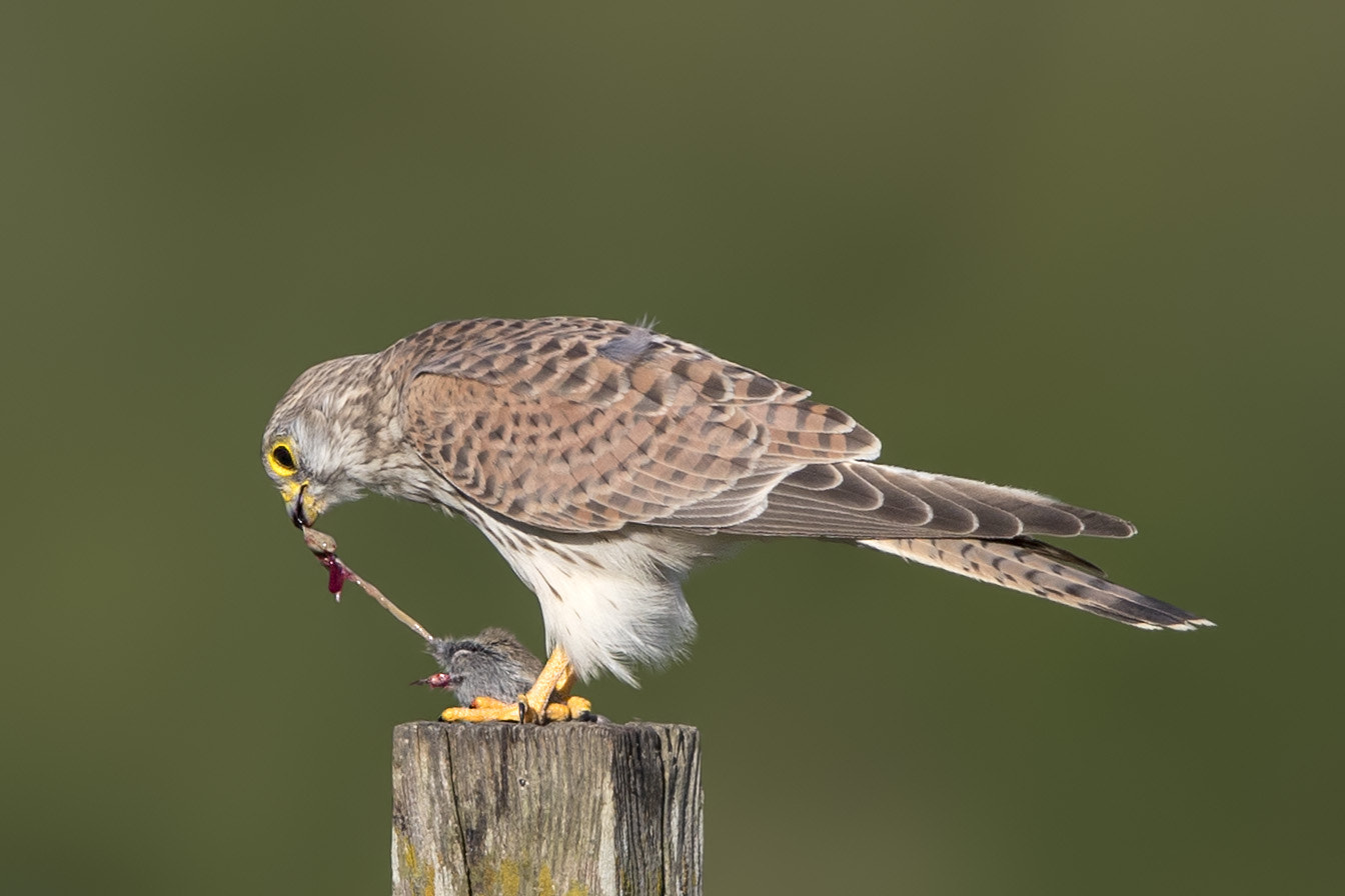 Canon EF 600mm F4L IS II USM sample photo. Turmfalke photography