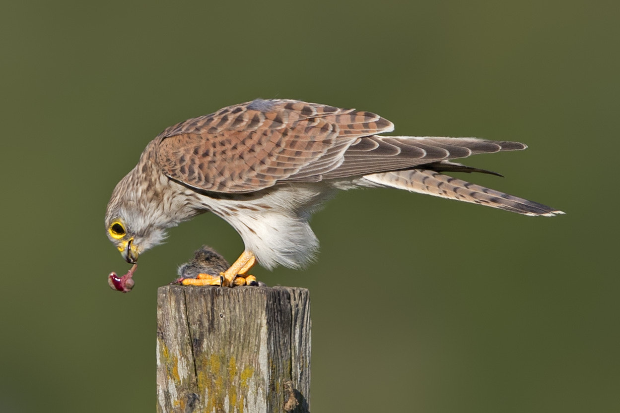 Canon EF 600mm F4L IS II USM sample photo. Turmfalke photography