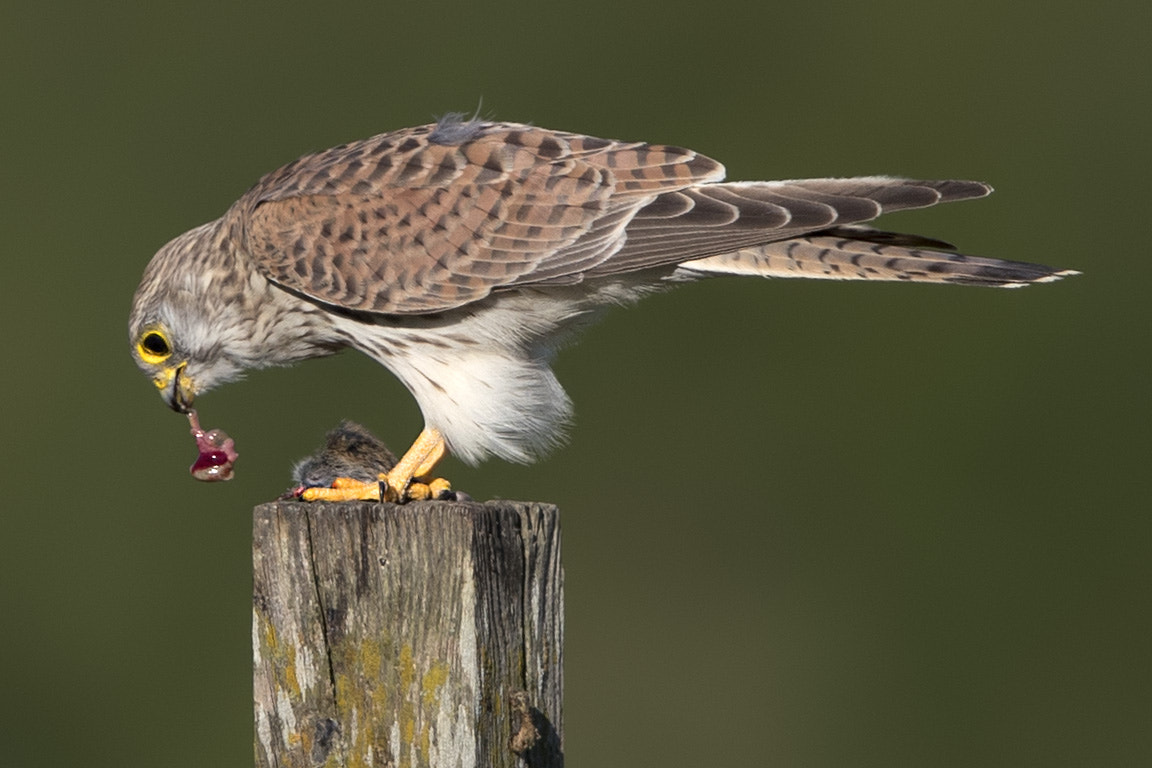 Canon EF 600mm F4L IS II USM sample photo. Turmfalke photography