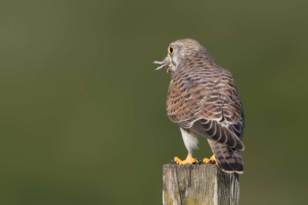 Canon EF 600mm F4L IS II USM sample photo. Turmfalke photography