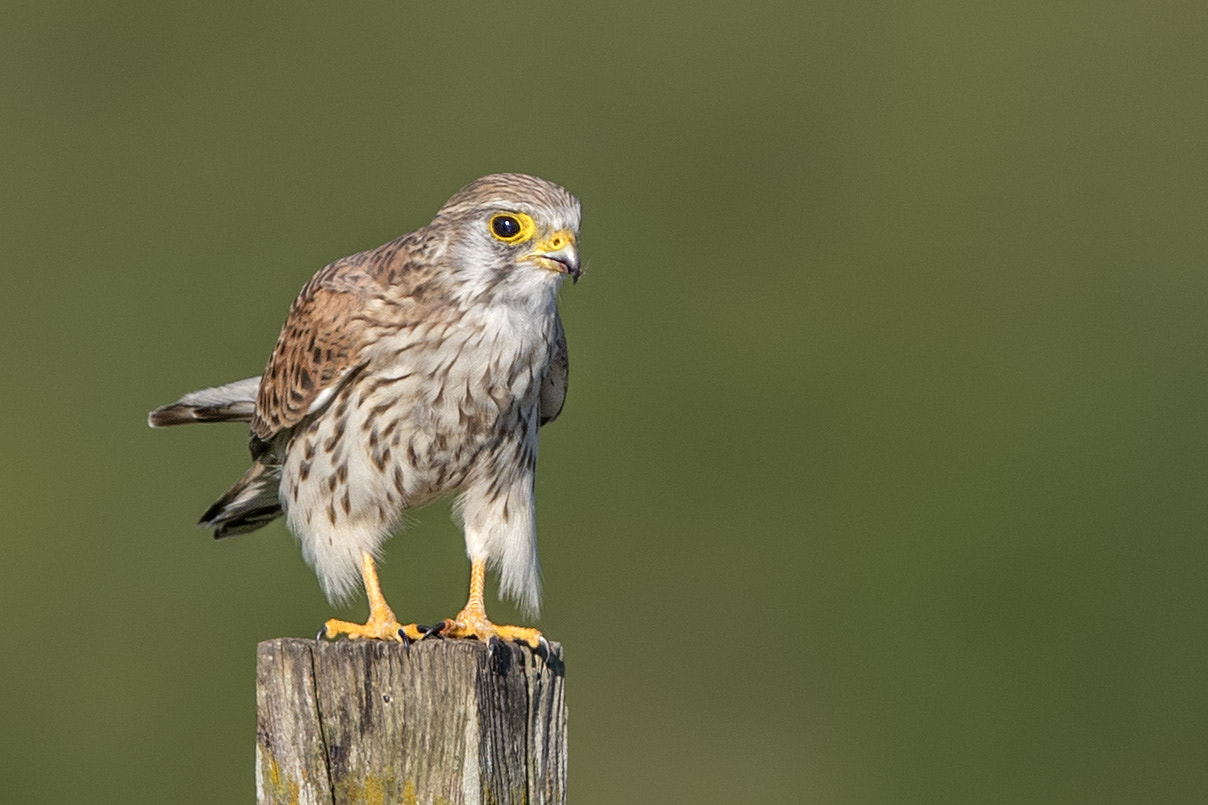 Canon EOS-1D X Mark II + Canon EF 600mm F4L IS II USM sample photo. Turmfalke photography