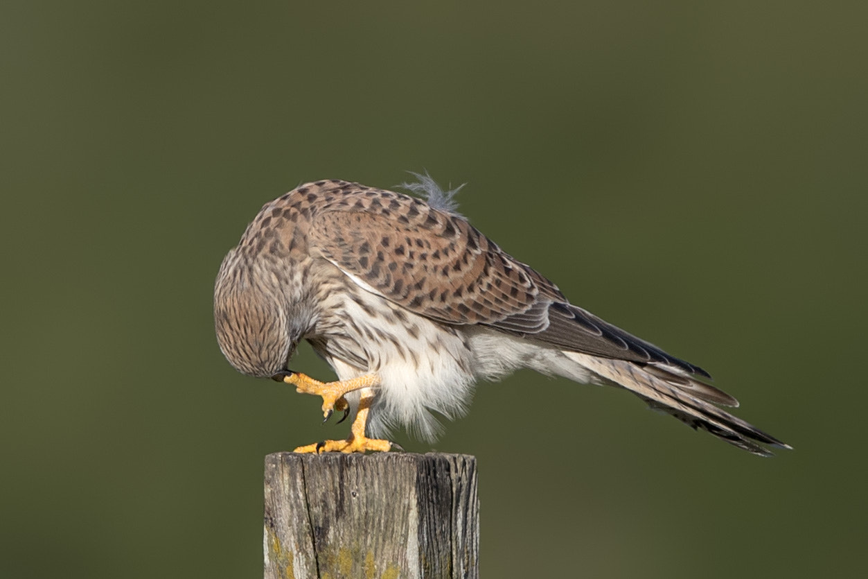 Canon EF 600mm F4L IS II USM sample photo. Turmfalke photography