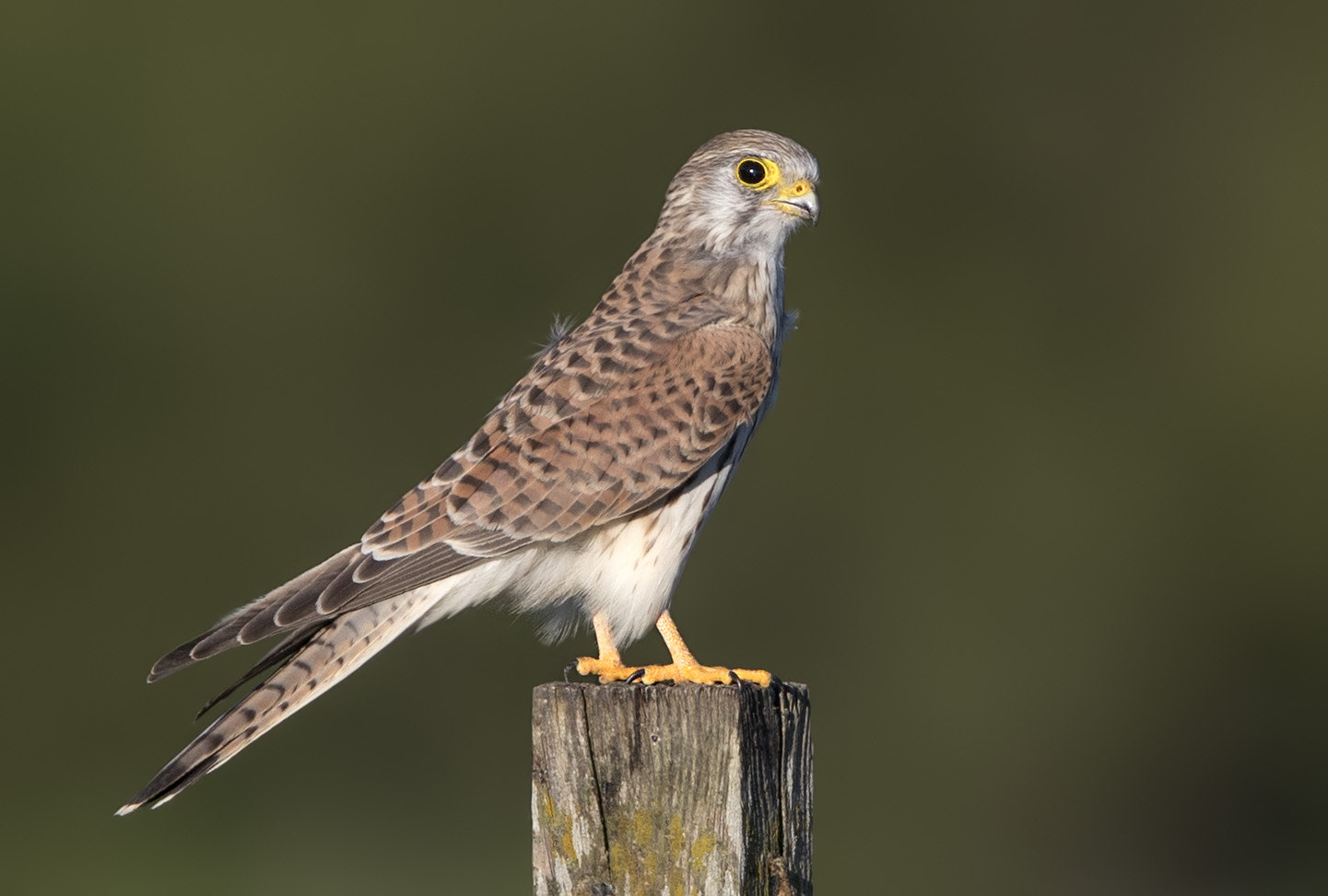 Canon EF 600mm F4L IS II USM sample photo. Turmfalke photography