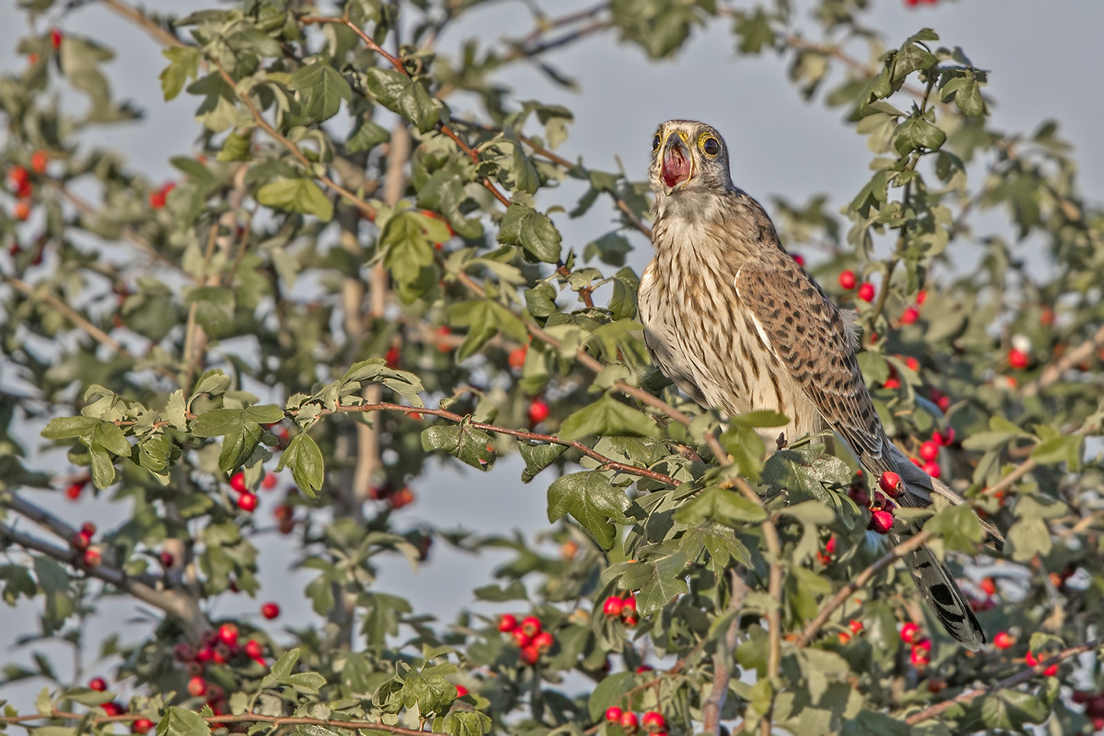 Canon EF 600mm F4L IS II USM sample photo. Turmfalke photography