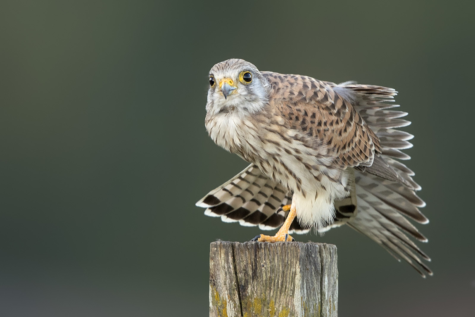 Canon EF 600mm F4L IS II USM sample photo. Turmfalke photography