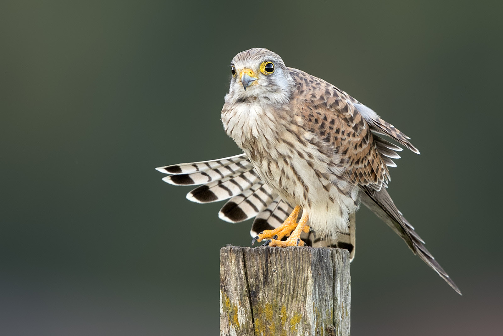 Canon EF 600mm F4L IS II USM sample photo. Turmfalke photography