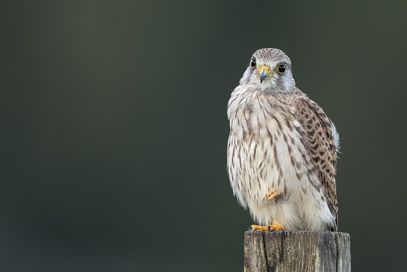 Canon EF 600mm F4L IS II USM sample photo. Turmfalke photography