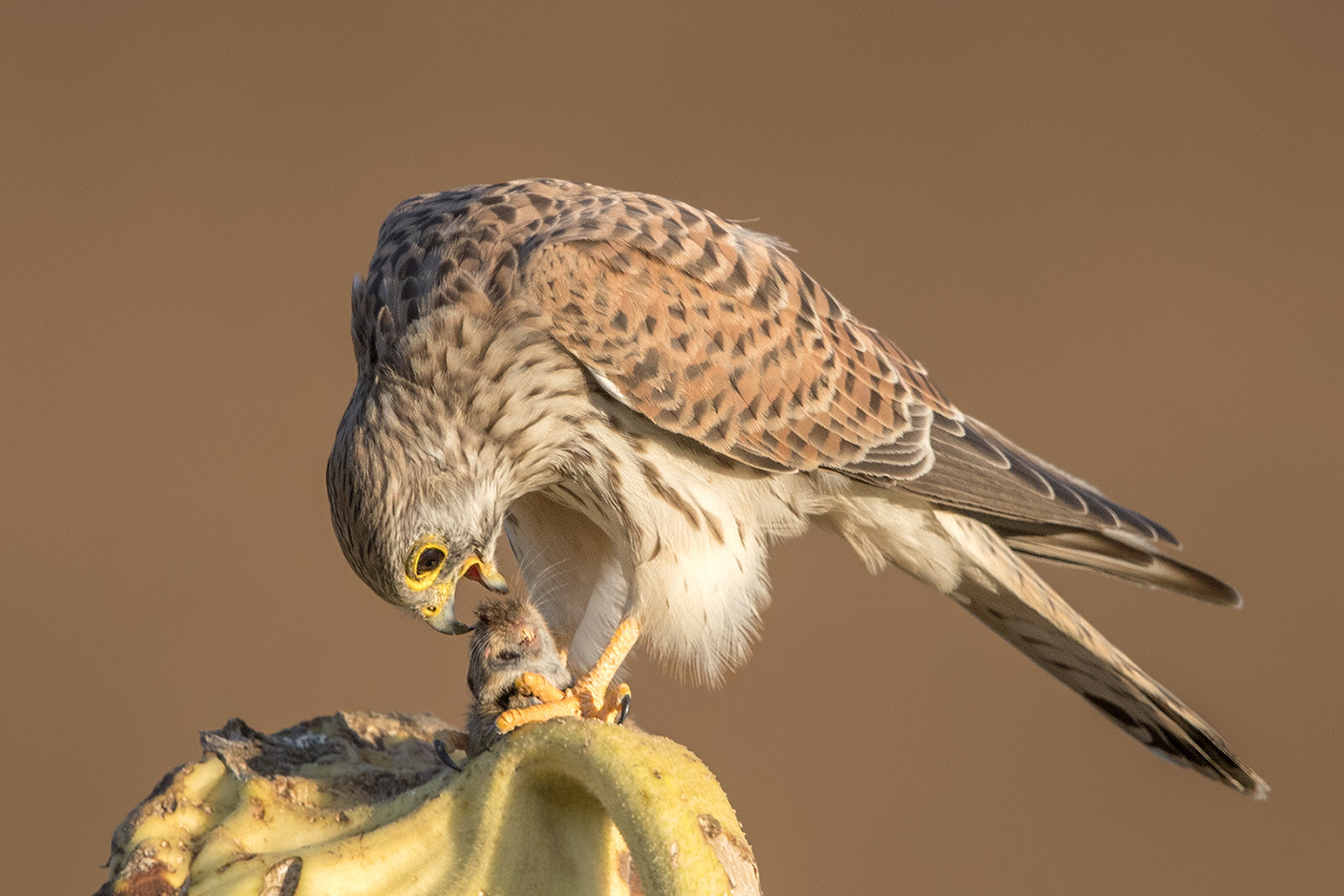 Canon EF 600mm F4L IS II USM sample photo. Turmfalke photography