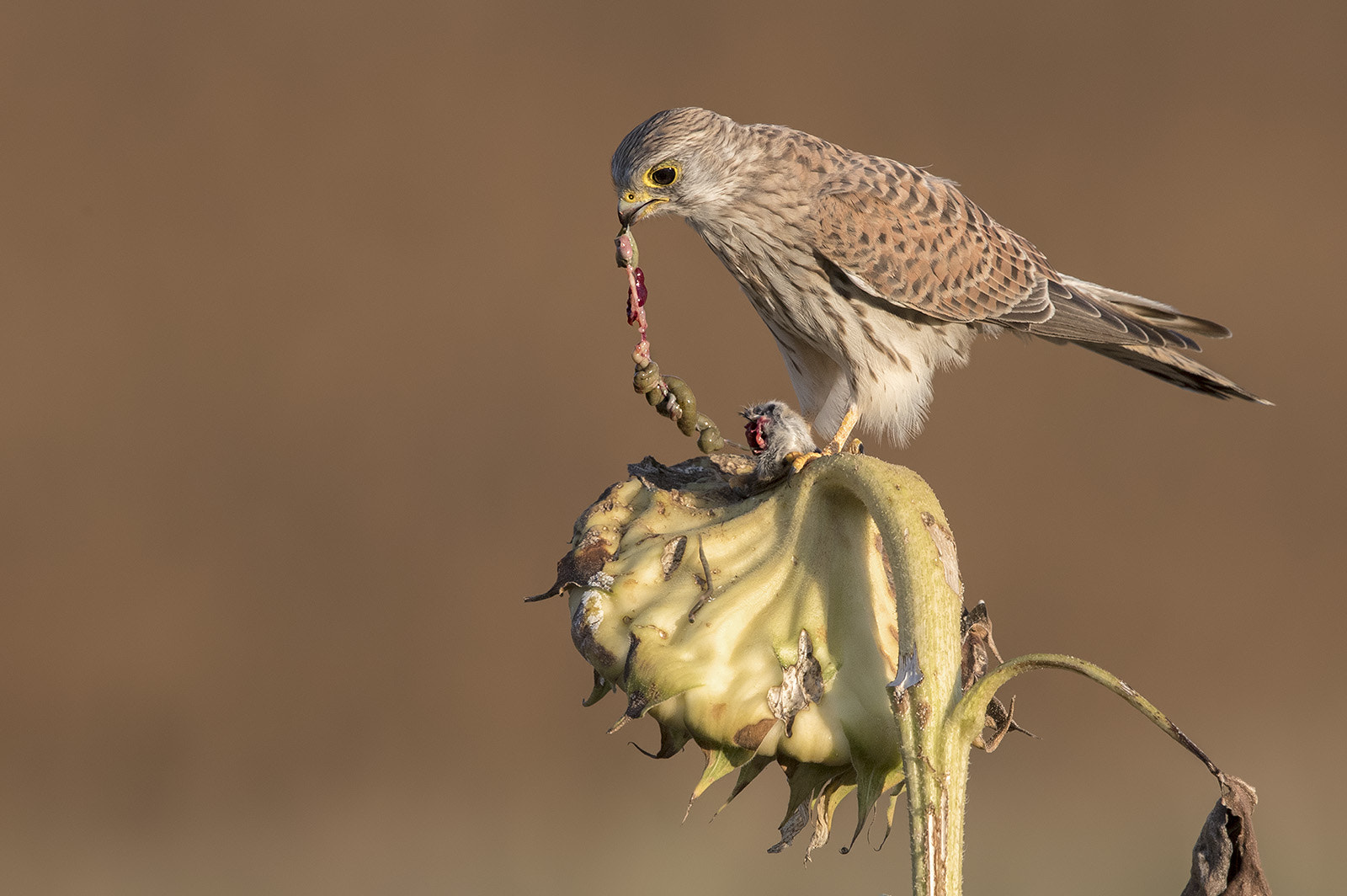Canon EF 600mm F4L IS II USM sample photo. Turmfalke photography