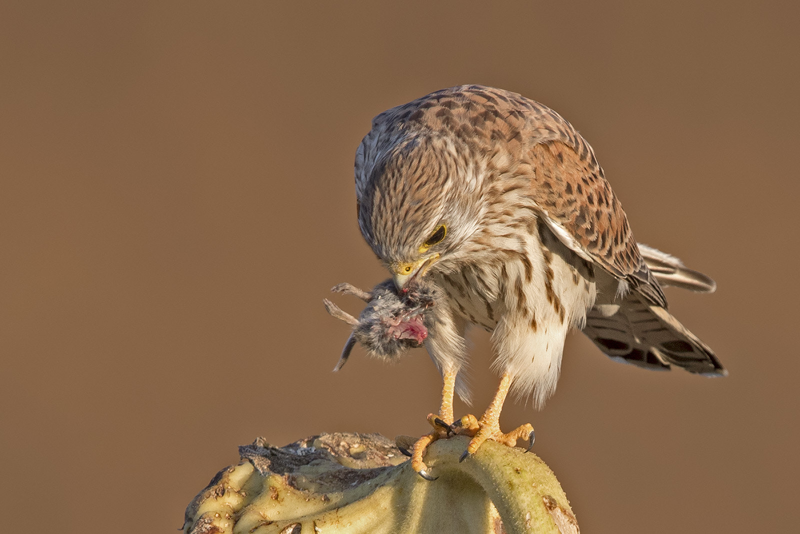 Canon EF 600mm F4L IS II USM sample photo. Turmfalke photography