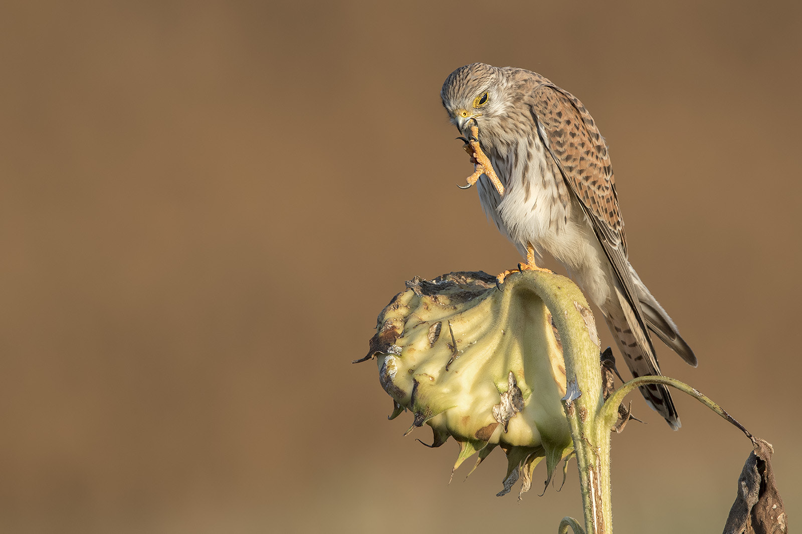 Canon EF 600mm F4L IS II USM sample photo. Turmfalke photography