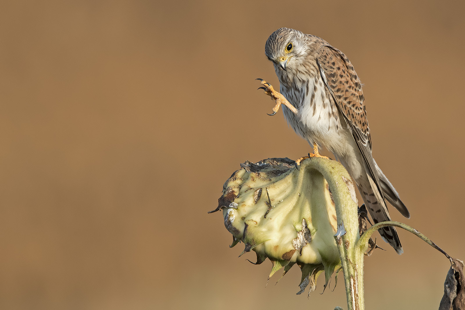 Canon EF 600mm F4L IS II USM sample photo. Turmfalke photography