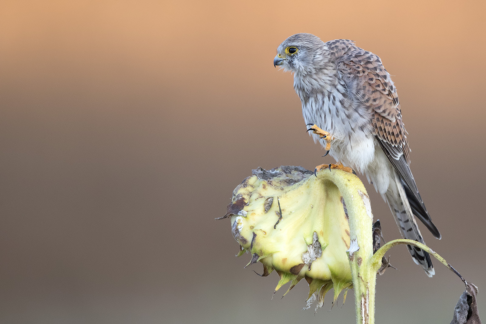Canon EF 600mm F4L IS II USM sample photo. Turmfalke photography