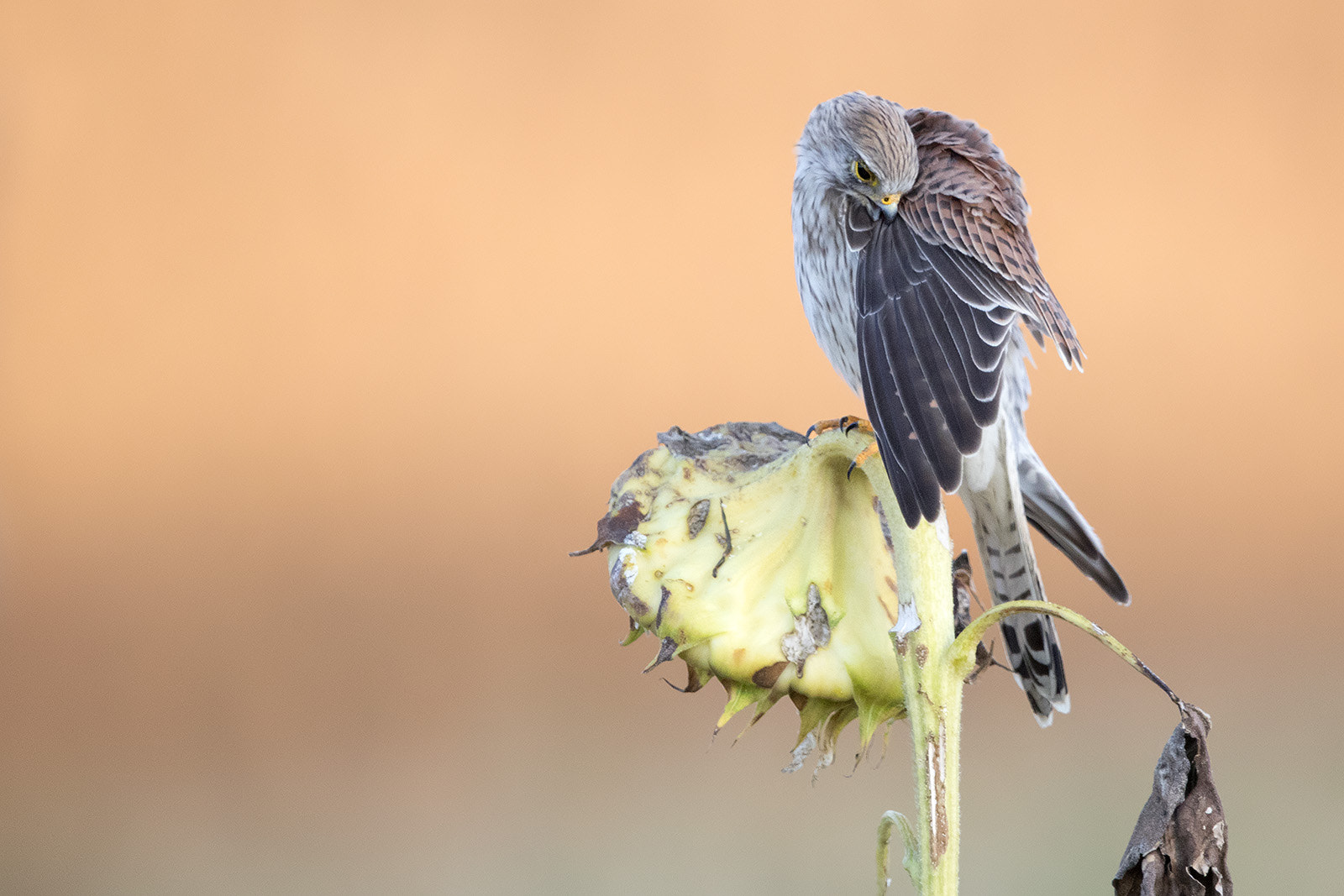 Canon EF 600mm F4L IS II USM sample photo. Turmfalke photography