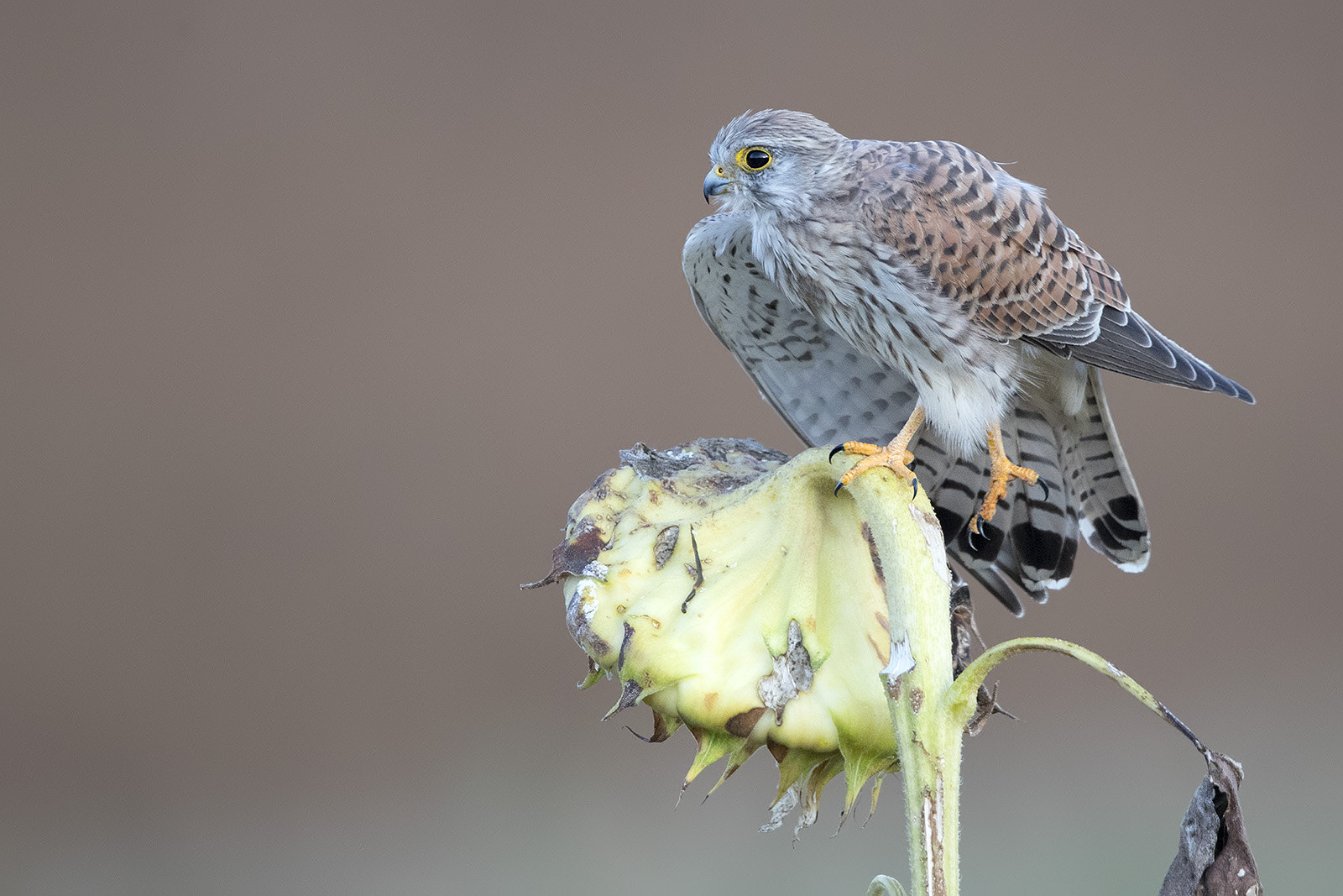 Canon EF 600mm F4L IS II USM sample photo. Turmfalke photography